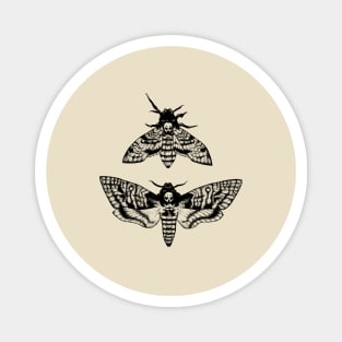 Deaths Head Hawk Moth Magnet